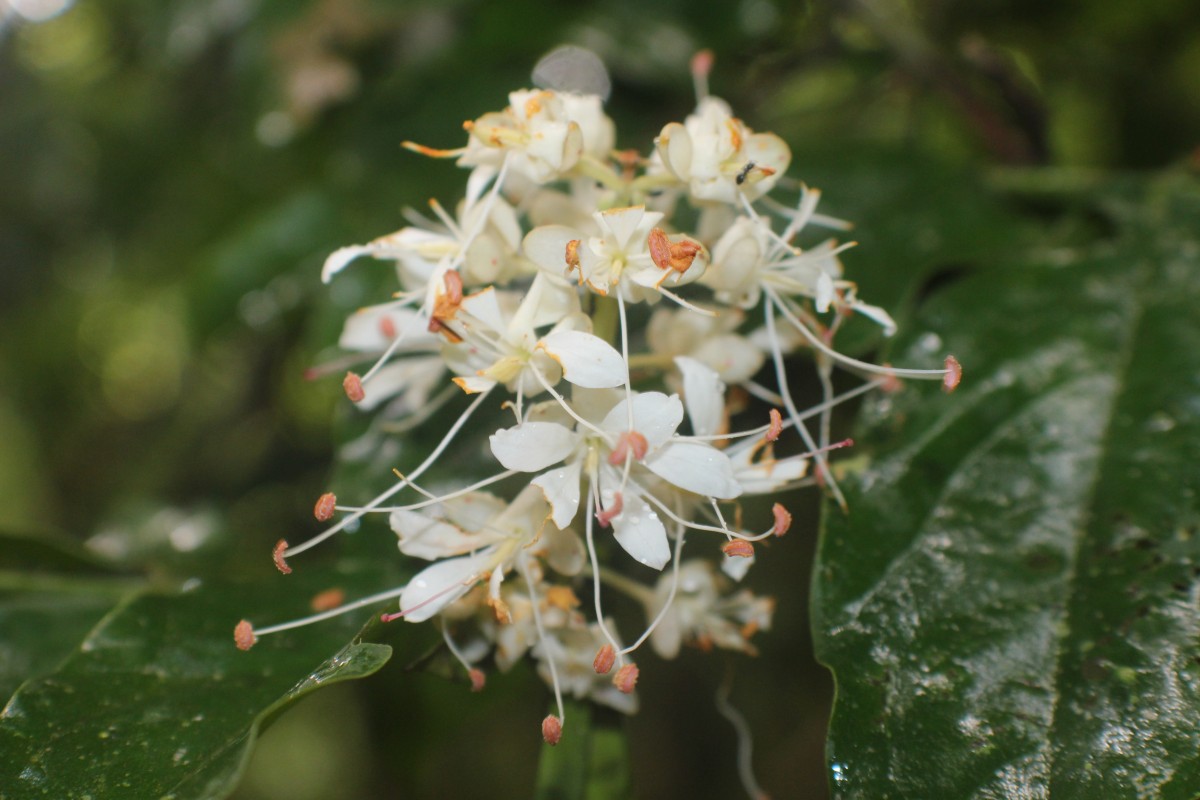 Humboldtia laurifolia Vahl